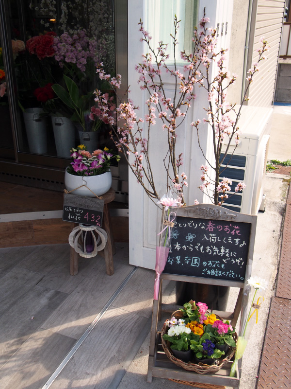 入口には開花した桜がお客様をお出迎え