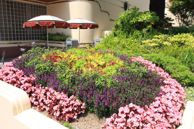 ほとんどが街路樹のみですが レストランの前などは花壇になっていてお花も植えられています