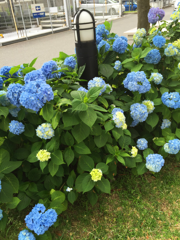 あきちゃんの住むマンションにも立派なアジサイが咲いています