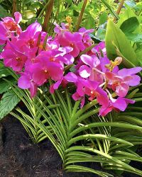 モカラ ピンク モカラ ピンク