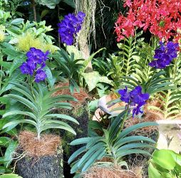 バンダ ブルー バンダ ブルー