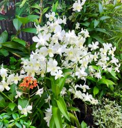 デンファレ その名もシンガポール! デンファレ その名もシンガポール!