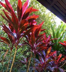 ドラセナ コーディライン ドラセナ コーディライン