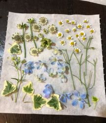 押し花 製作の様子 押し花 製作の様子