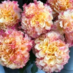 バラ 薔薇 ラ・カンパネラ